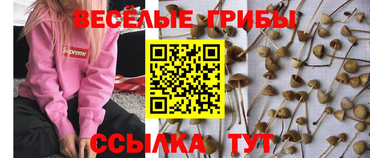 дарнет шоп  Псилоцибиновые грибы Psilocybe  Вход с VPN  Туймазы  Псилоцибиновые грибы Magic Shrooms 